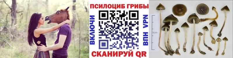 Галлюциногенные грибы GOLDEN TEACHER  Купить закладки  Углич 